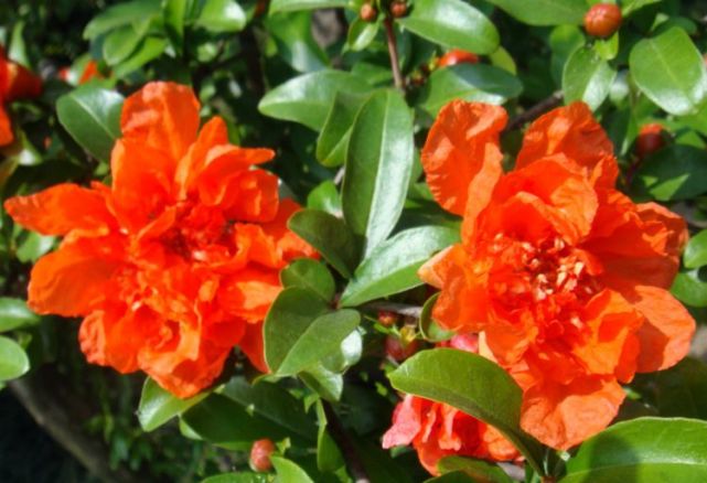 1种"古老花",花开红似火,比月季好养,寓意:富贵,子孙满堂