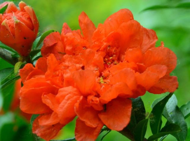 1种"古老花",花开红似火,比月季好养,寓意:富贵,子孙满堂