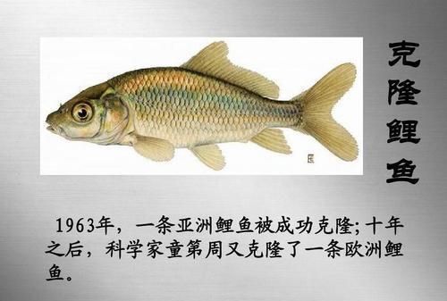 中国首列克隆猫满月又接到新的克隆订单未来克隆会成商业化