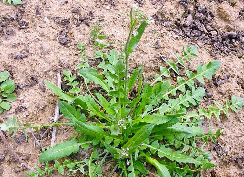 葡萄:葡萄中含有葡萄糖,具有补气益血,滋养肝肾的功效.