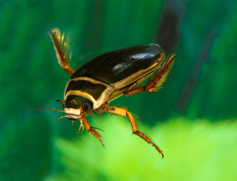 池塘里面生活的风生水起,其中就有一个被称之海陆空大元帅的小虫子,长