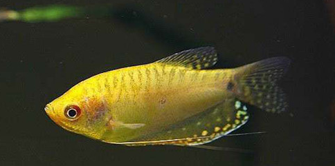 养鱼有乐趣,观赏鱼的种类不少,黄曼龙鱼受欢迎,饲养