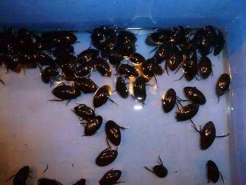 农村池塘里一种虫子,能潜水,能飞翔,还能陆地生活,是一种美味