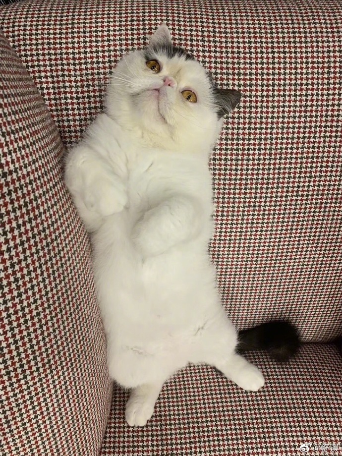 舒淇遇萌猫秒变小粉丝 对镜比耶做wink甜度满分