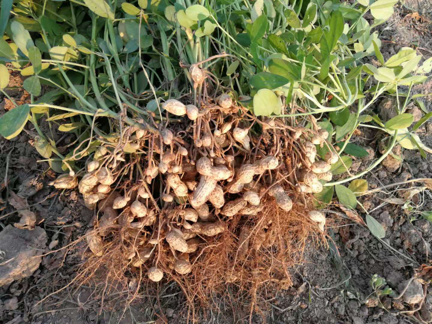 种植花生,适时收获很关键,这3个判断方法助你提高产量