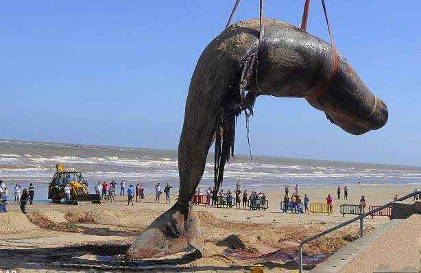 第一种就是蓝鲸,蓝鲸是一种体型非常巨大的动物,它生活在海洋里.