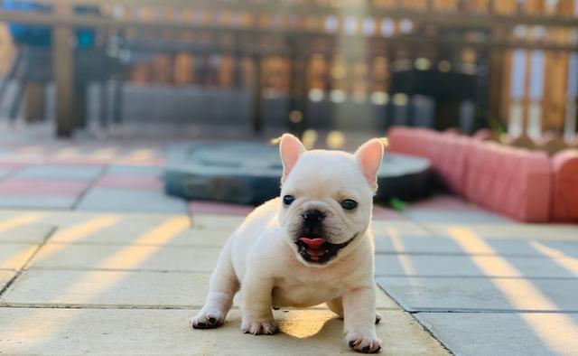 超小体法斗横空出世,出生全靠剖腹产!