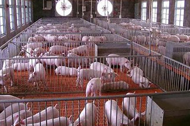 养猪场复养有模式可循，这家养猪场是这样做的，总结起来18个字|养猪场|消毒|猪场_新浪新闻