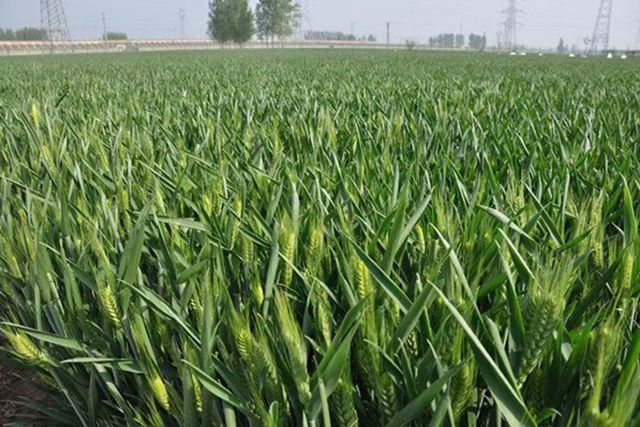 矮杆,大穗,最高亩产量达819.5公斤