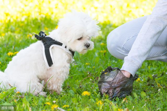 宠物犬粪便的危害及处理,你了解的有多少?|宠物犬|粪便|宠物_新浪新闻