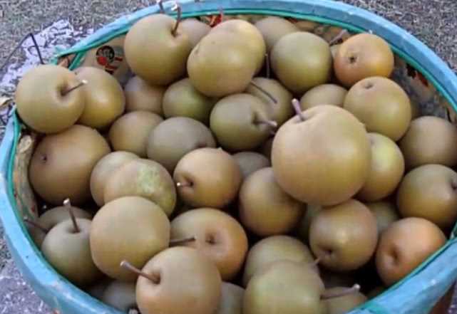 这梨别名叫"狗屎梨",果子难吃泡酒却是美味,如今季节正当时
