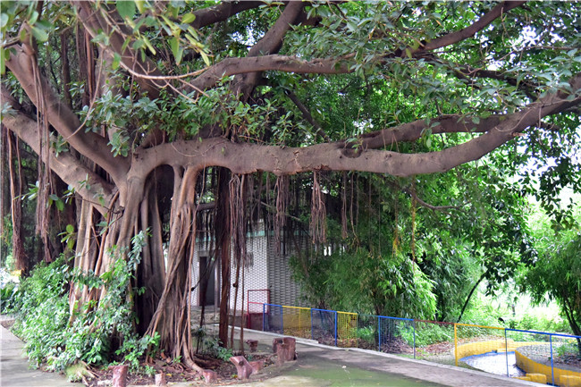 佛山一个生态园古榕成景,游客说这些树留住了岭南水乡记忆