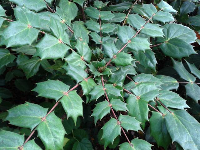 路边一种"杂木",9成人看到绕开走,殊不知它是稀罕"土黄连"