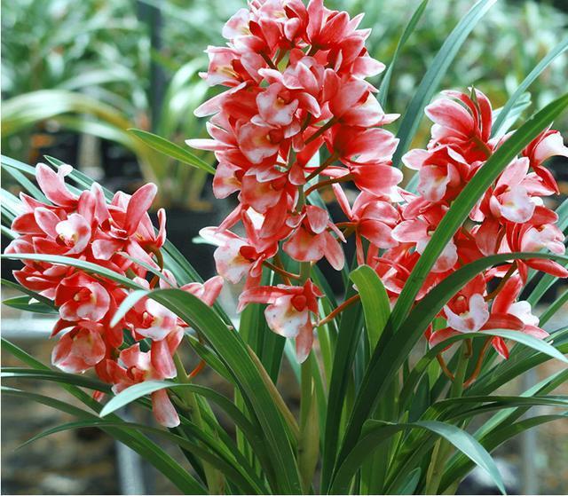 盆栽红贵妃,花中香祖,红杆红花红遍天,四季开花,花量大易养活