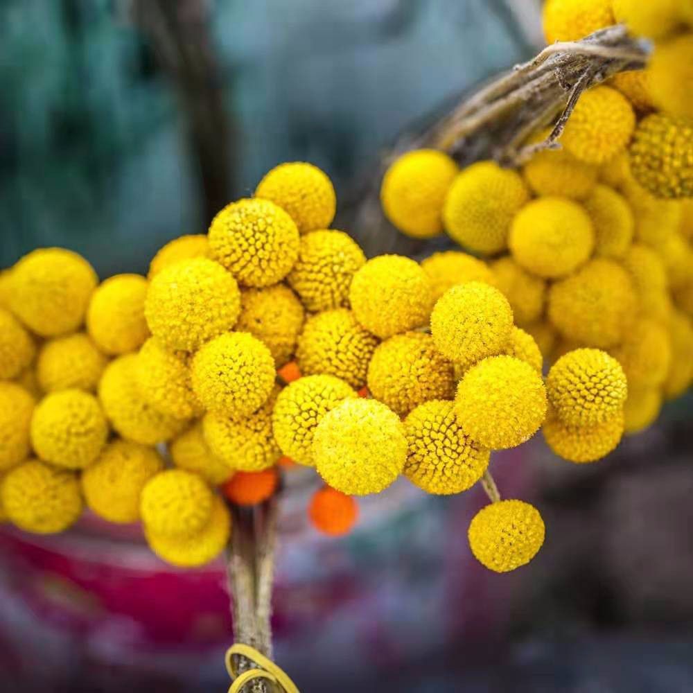 花朵像被串起来的高尔夫球名字叫黄金球花店卖一两块一个