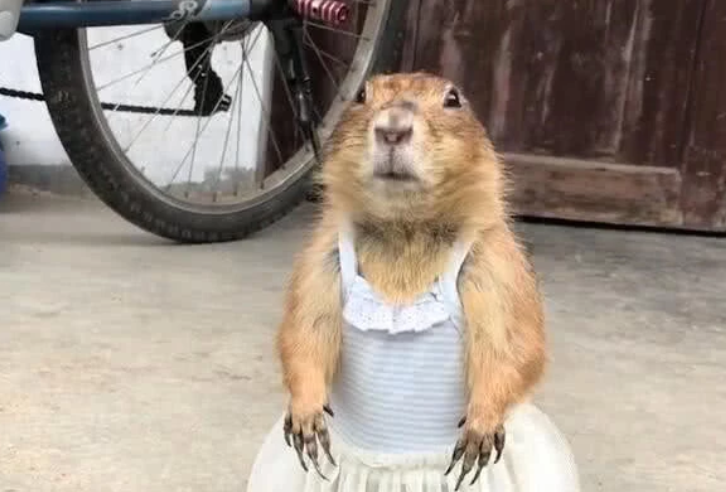 土拨鼠穿上小裙子网友吼一嗓子笑喷