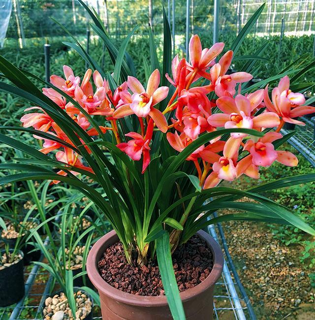 盆栽红贵妃,花中香祖,红杆红花红遍天,四季开花,花量大易养活