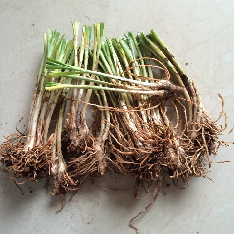 种韭菜用这小窍门,棵棵粗的像小葱,一年能割10茬!