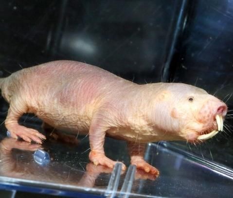 世上长得最丑的动物,图四被人视为邪恶的化身,你见过吗?