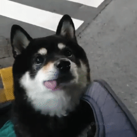 这只黑柴因为舌头长歪了而萌化了全网这小舌头也太抢镜了吧