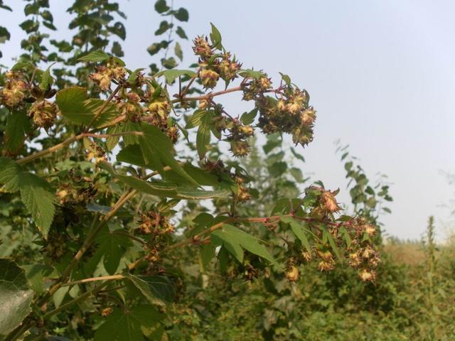 拉拉秧又开始疯长了这种草为何人见人烦三个原因让人无可奈何