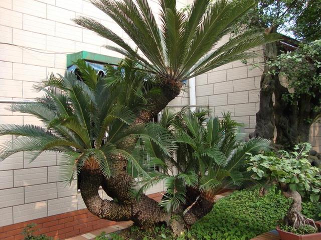大株铁树十分养眼花市捡点铁树种回家自己养出高价值盆景