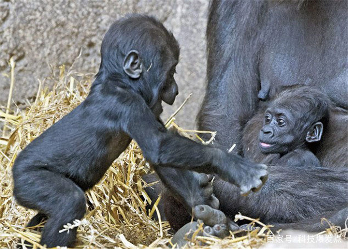 史前人类是怎样进化的科学家原来我们不是类人猿进化的