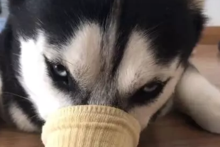 哈士奇咬袜子被抓,主人气得让狗套袜,二哈闻臭不敢放肆