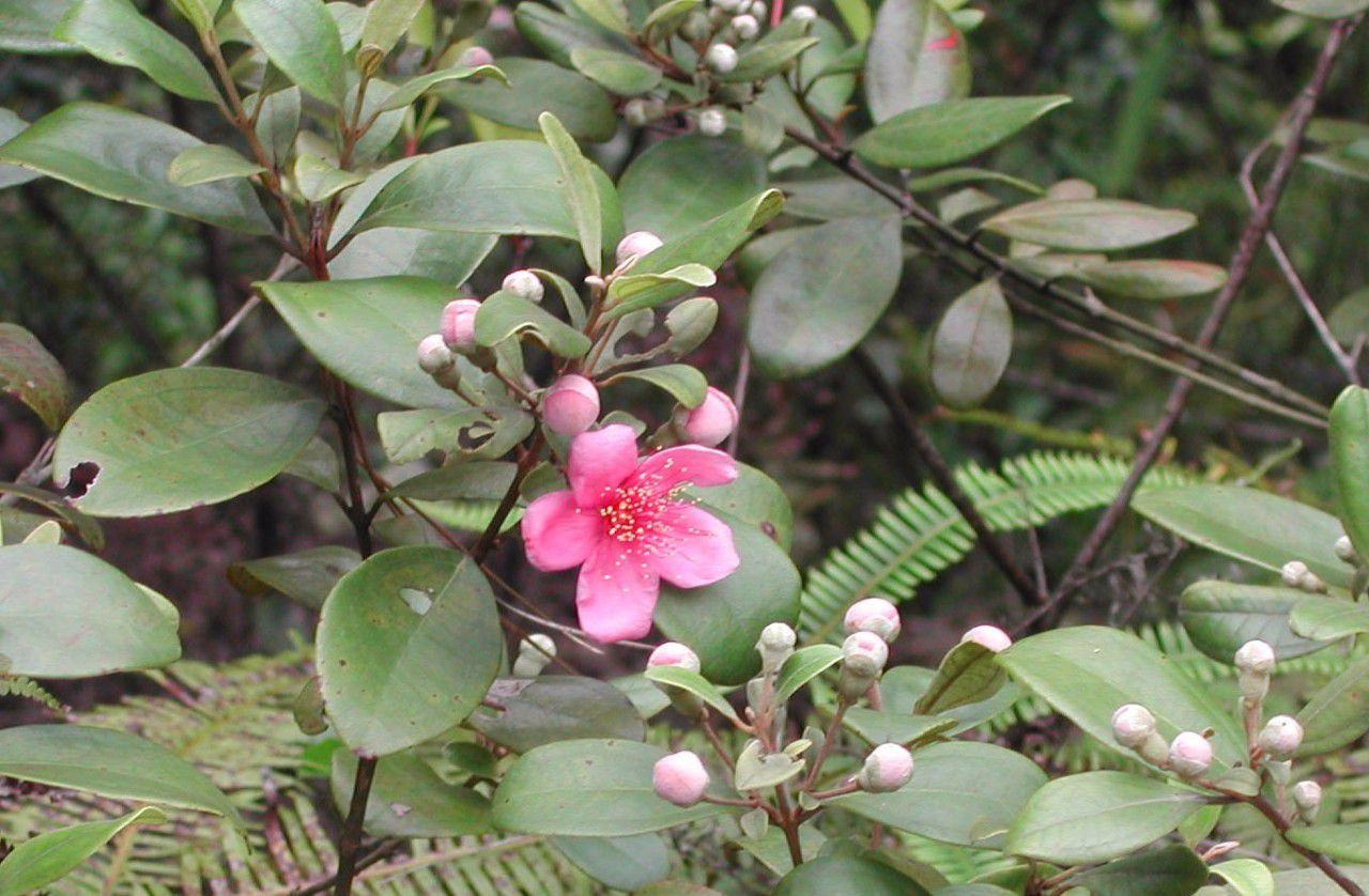 山上随处可摘到的捻子,果实黑透才好吃,种院子开花特好看