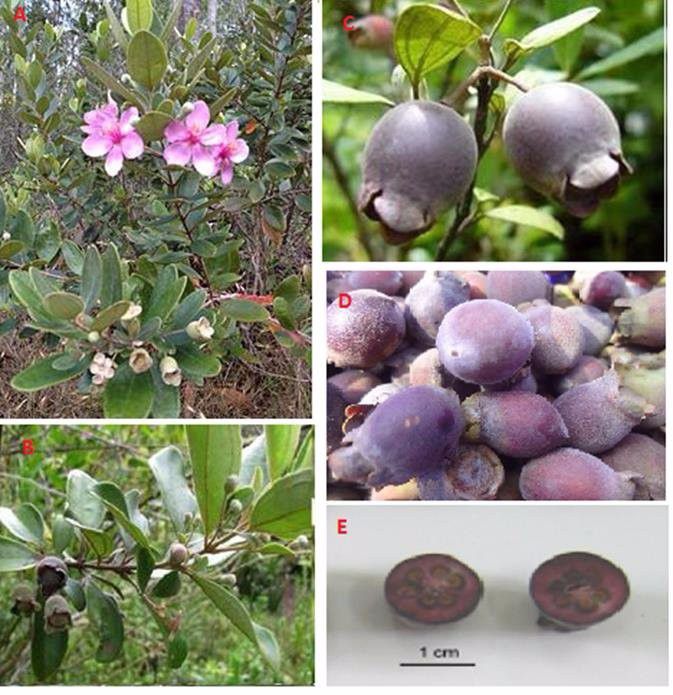 山上随处可摘到的捻子,果实黑透才好吃,种院子开花特好看