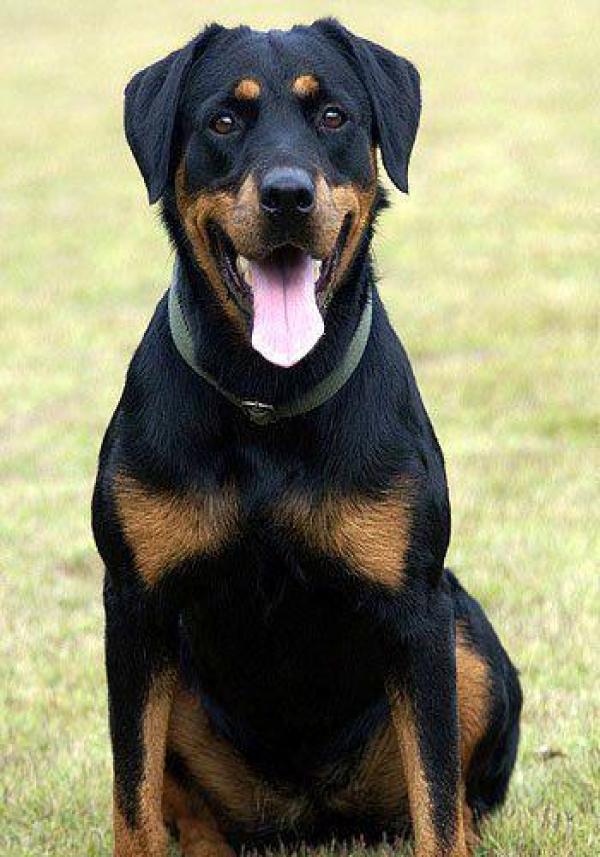 地球上10大最贵的狗,秋田第六,藏獒第三,第一无价