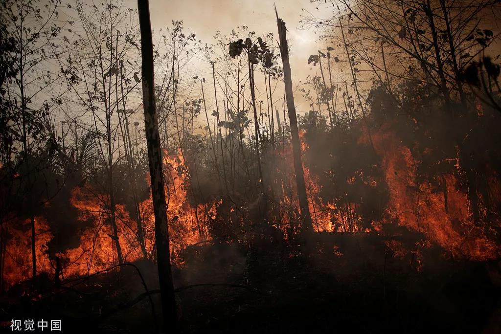  当地时间8月23日，巴西韦略港，被烧毁的亚马孙丛林。图片来源/视觉中国
