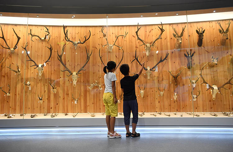 麋鹿苑升级生态博物馆北京麋鹿文化大会开幕