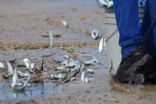 世界上最怪的雨,每年都会下"鱼雨",活鱼堆满大街