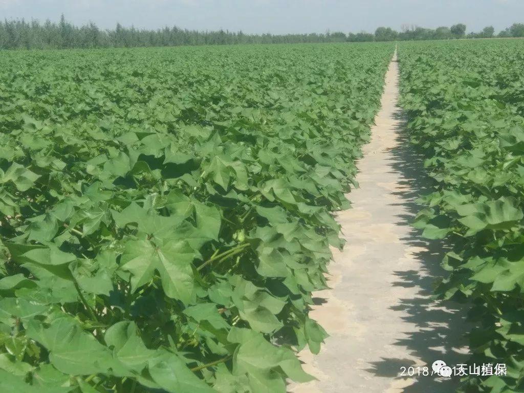棉花高产栽培技术