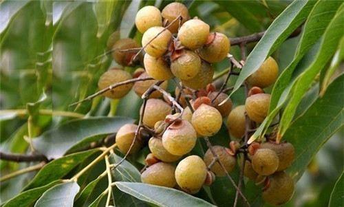 这野果夏天长满树样子小巧却不能吃夏天摘几颗洗衣粉不错