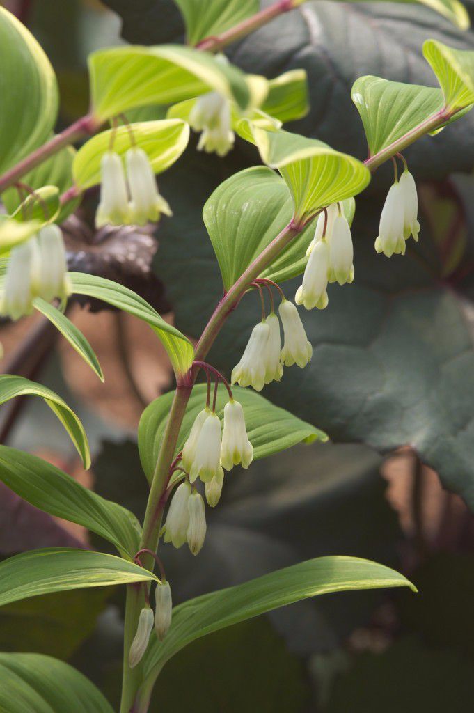 养在阴凉的地方才能长好的玉竹,开花一串串特好看,价值特别高