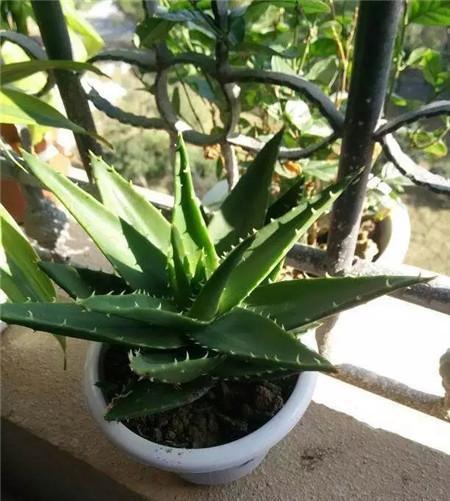 有种"带刺"盆栽,家中客厅摆上1盆,空气更清爽,胜过养2盆绿萝