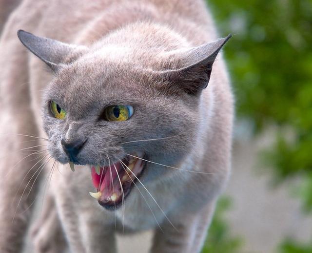 猫咪"发狂"时的5个安抚方法,别去靠近和抚摸,不然容易被抓