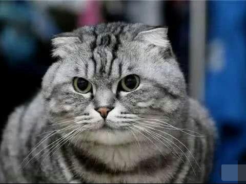 猫其实是可以打的,方法用对了,不但不记仇,还会越打越乖|猫咪|猫|肚子_新浪新闻