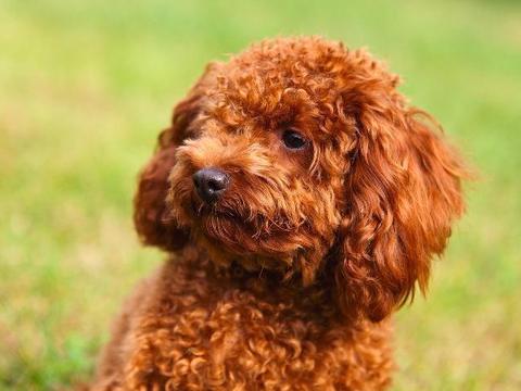 什么是钩虫 你知道这些寄生虫对幼犬的影响有多大吗 什么是钩虫 你知道这些寄生虫对幼犬的影响有多大吗