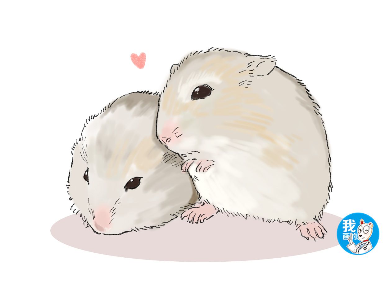 女子养了两只仓鼠晒出超萌睡姿到朋友圈评论却让她感到不安