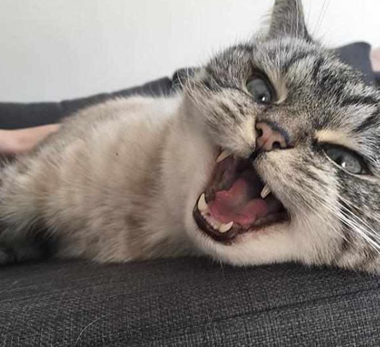 高冷猫咪藐视主人,主人不但不生气,竟感觉到很满足!