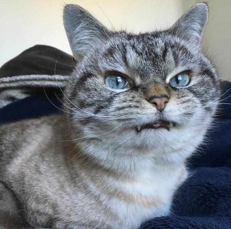 猫咪|主人|表情_新浪新闻