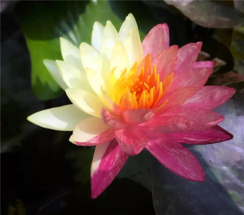 极为罕见鸳鸯双色睡莲在广州绽放还有同芯莲并蒂莲