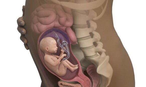 孕六个月胎儿多大图片图片