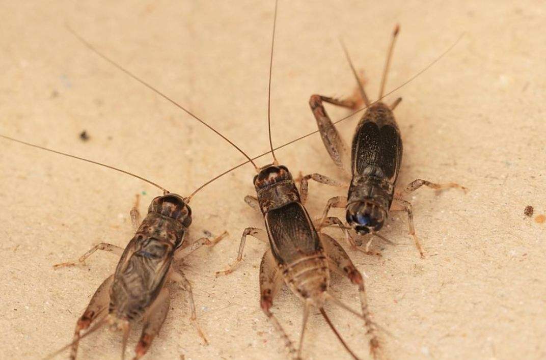 八旗子弟喜欢斗蛐蛐,里面有太深学问,不是谁都能玩起来的