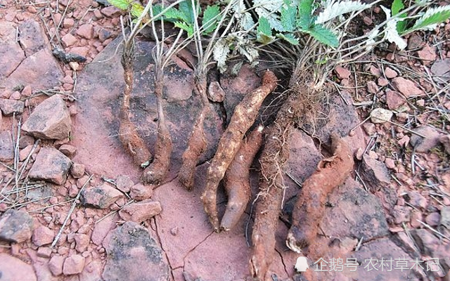 它便是珍贵的"鸡爪参",荒地遇见,请切勿再当杂草