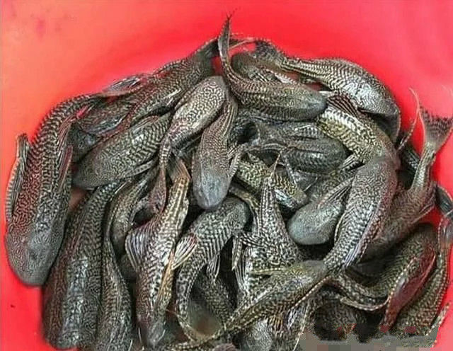 男子鱼塘专钓"害人精",钓上后直接摔死,围观者拍手叫好!