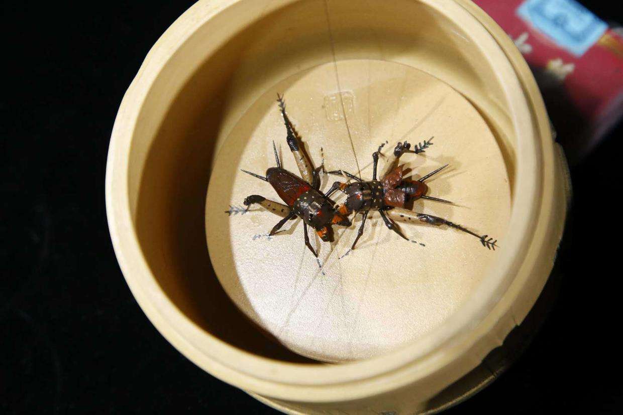 八旗子弟喜欢斗蛐蛐,里面有太深学问,不是谁都能玩起来的